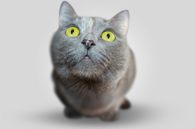 Cat for ffo